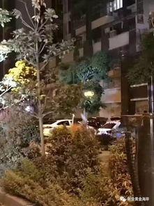 楼顶吃瓜坠楼,一场悲剧引发的警示