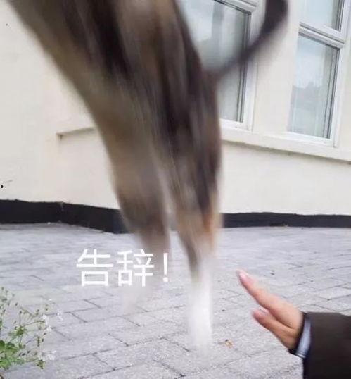 吃瓜李小璐完整版,完整版真相大公开