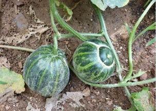 托着下巴吃瓜,揭秘网络时代的“吃瓜群众”现象