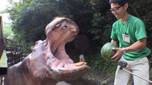 河马吃的瓜叫,探寻瓜果乐园的秘密