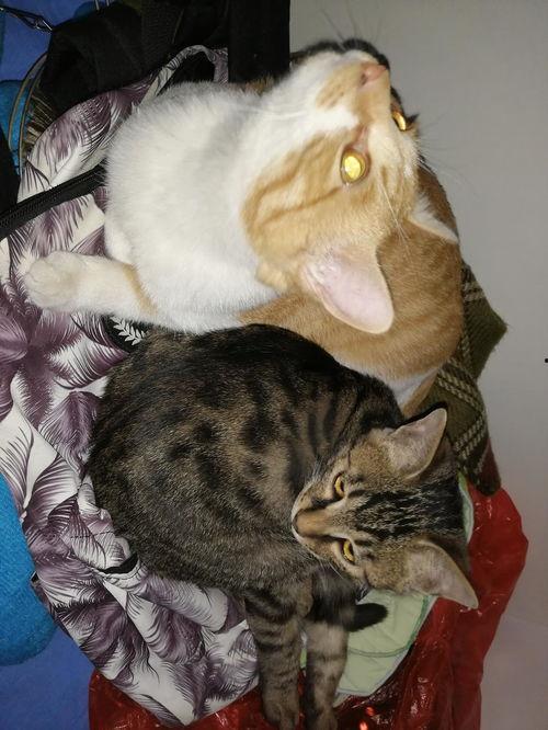 道具吃瓜猫,揭秘神秘道具的神奇力量