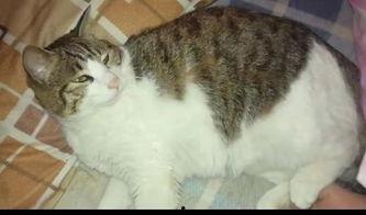 吃瓜群众月亮猫,网络红人的崛起之路