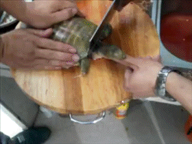 吃瓜动作gif,吃瓜动作GIF走红网络