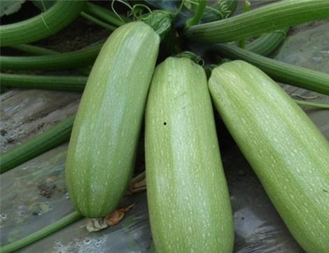 梦见吃西 瓜,揭秘西瓜梦境的神秘寓意