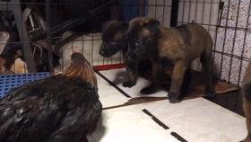 吃大瓜的傻狗图片,欢乐瞬间尽收眼底