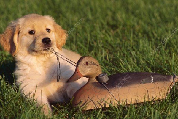 狗狗吃小毛瓜好吗怎么吃