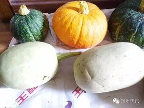 吃瓜需要几个粉丝