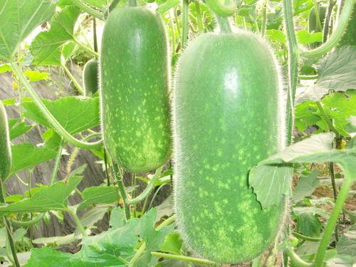 林妹妹吃大瓜百合瓜,百合瓜成新宠