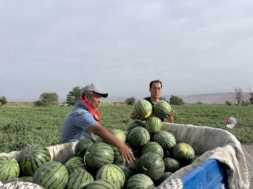 赵湾水库吃瓜,清凉一夏，共享田园时光