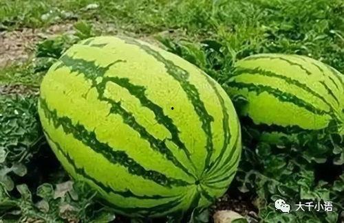 吃瓜热门大瓜地址,探寻网络热议背后的真相