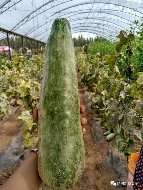 带你吃瓜原声,带你领略“带你吃瓜”原声的魅力