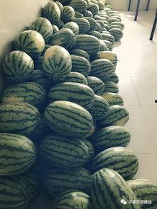 河北华能员工瓜吃瓜,河北华能员工瓜田乐享田园时光