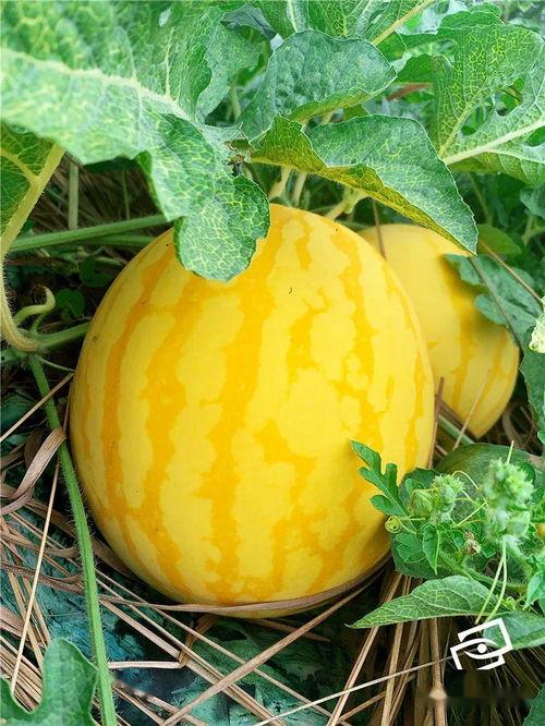 哪个地方吃海瓜,探寻海南岛的海瓜美食之旅