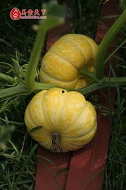 小瓜炖土豆的瓜可以吃吗,揭秘瓜的食用之谜