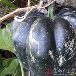 梦见别人吃方瓜,揭秘方瓜之谜