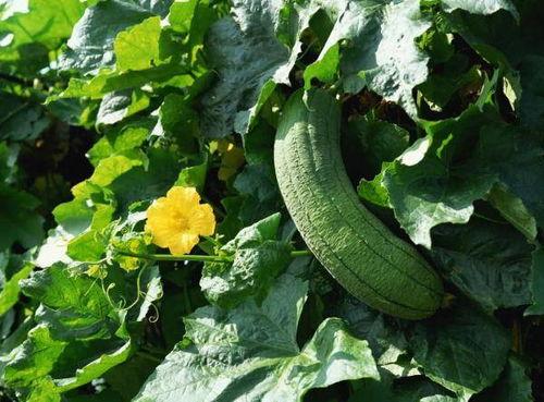 医学大型吃瓜,揭秘背后的真相与争议