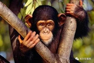 人类吃瓜像猿猴吗,猿猴本能还是文明习惯？