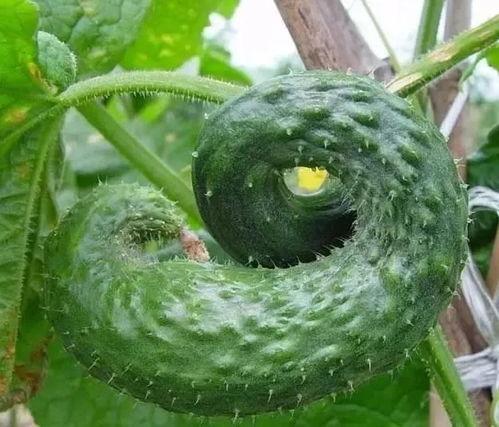 弯瓜咋吃,探索美味新境界