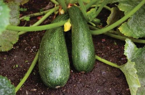 秋天吃瓜了吗,你吃瓜了吗？