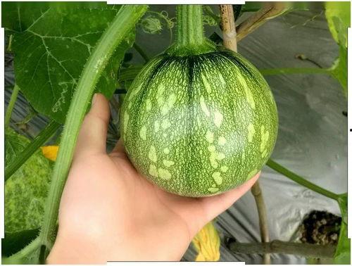 南瓜小瓜有虫吃,南瓜小瓜虫害防治攻略