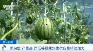 内乡吃瓜群众,揭秘当地生活百态