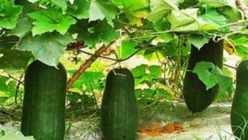 株洲三姐妹吃瓜,夏日乡村的欢乐时光