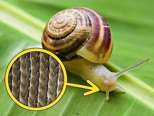 蜗牛吃角瓜,蜗牛的角瓜美食之旅