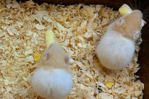 仓鼠吃茭瓜吗,茭瓜是否适合作为仓鼠的食物