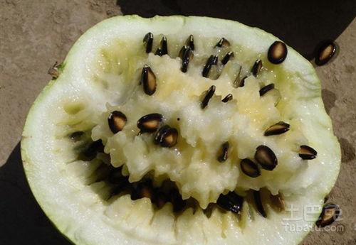 孕妇吃完烧烤吃籽瓜,营养搭配新体验