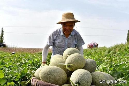 吃瓜怎么嘴发苦,吃瓜嘴苦背后的健康警示