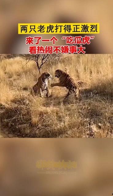 喂虎吃瓜,一场荒诞的生存游戏