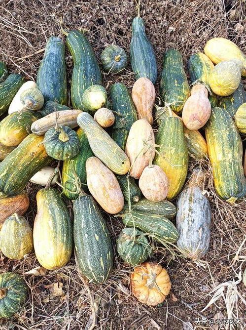 最近15分钟的吃瓜视频,娱乐圈最新热点事件大盘点