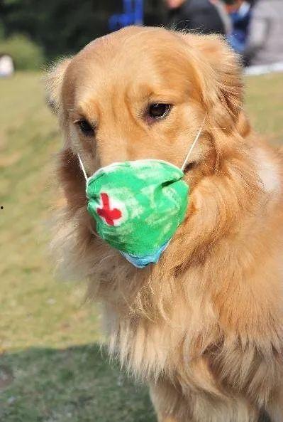 狗吃瓜戴口罩图片