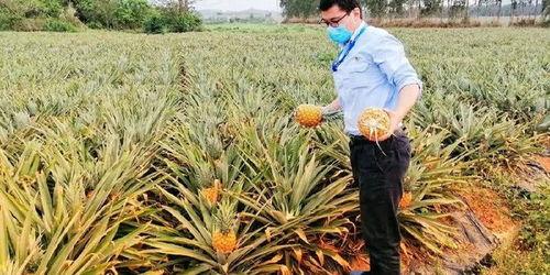 海南吃瓜专线,吃瓜专线带你畅游热带风情