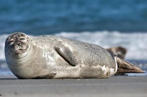 海豹带你吃瓜,揭秘娱乐圈那些事儿