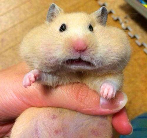 瓜可以给仓鼠吃吗,仓鼠饮食新选择