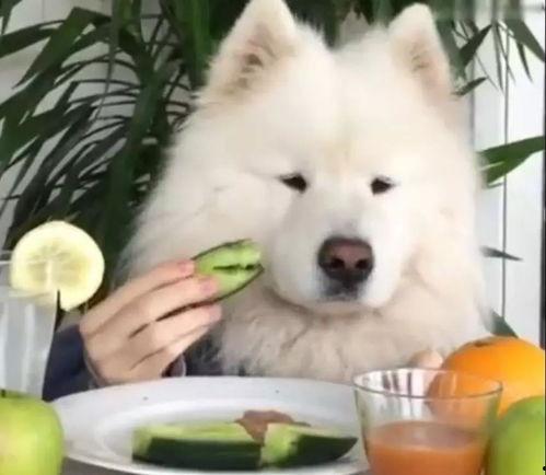 抖音萨摩耶吃瓜,抖音萌态十足