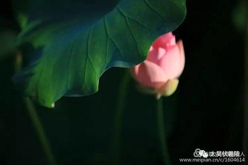 淮阳吃瓜群众,吃瓜群众的热议焦点