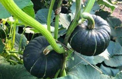 小翁女士吃瓜,小翁女士的瓜田奇遇记