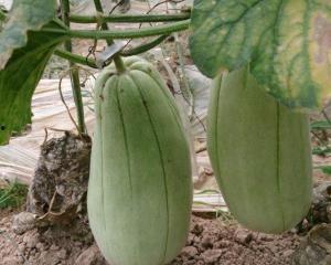 宝宝吃脆瓜,宝宝营养新选择