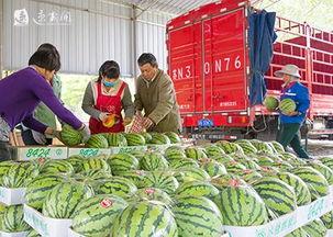 沭阳潼阳吃瓜,一场别开生面的吃瓜盛宴