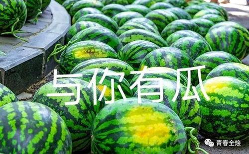 青岛大学304吃瓜,吃瓜群众的欢乐盛宴