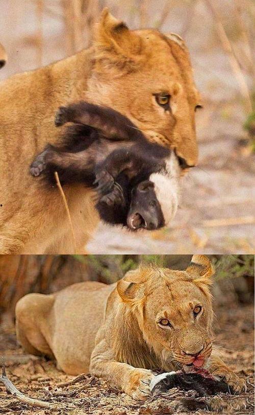 大妈吃瓜像猿猴图片