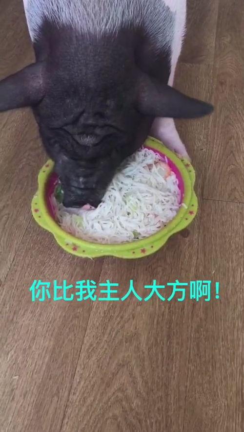 大猪吃瓜,揭秘动物界的趣味食趣